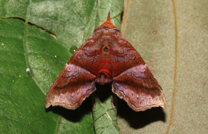 Figura 3. Adulto de <i>Cecharismena nealcesalis</i> (Erebidae). Vista dorsal, 17 mm. Voucher: 17-SRNP-31641-DHJ739885.jpg.