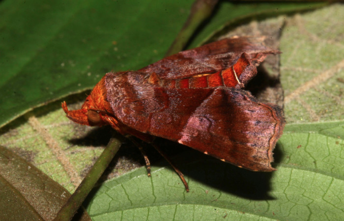 Figura 4. Adulto de <i>Cecharismena nealcesalis</i> (Erebidae). Vista lateral, 17 mm. Voucher: 17-SRNP-31641-DHJ739886.jpg.