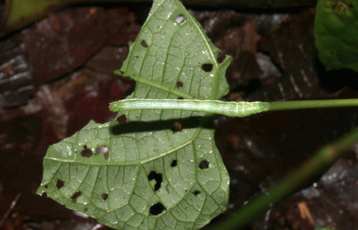 Figura 8. Larva de <i>Cecharismena nealcesalis</i> (Erebidae). Vista dorsal, 22 mm. Foto 07/julio/2017. Voucher: 17-SRNP-31767-DHJ739528.jpg.