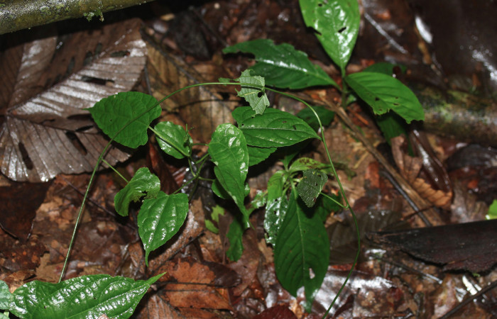 Figura 25. Planta hospedera <i>Dalechampia websteri</i> (Euphorbiaceae) de <i>Cecharismena nealcesalis</i> (Erebidae). 