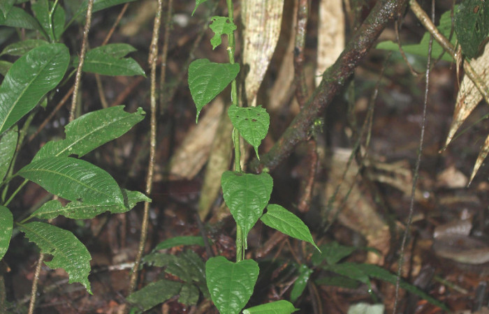 Figura 27. Planta hospedera <i>Dalechampia websteri</i> (Euphorbiaceae) de <i>Cecharismena nealcesalis</i> (Erebidae). 