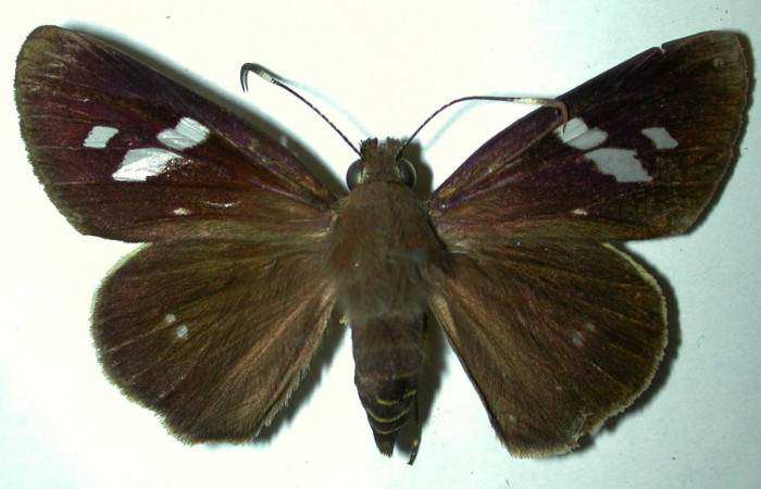 Fig.1. Adulto de <i>Carystoides escalantei</i>. Hembra vista dorsal. Voucher : 96-SRNP-10086-DHJ31525.jpg.