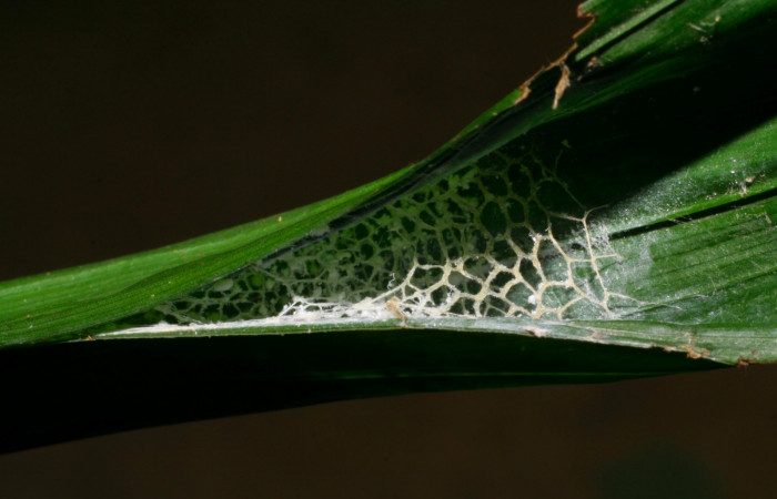 Fig.11. Prepupa de <i>Carystoides escalantei</i>. 34mm de longitud. Voucher : 06-SRNP-41013-DHJ414201.jpg.