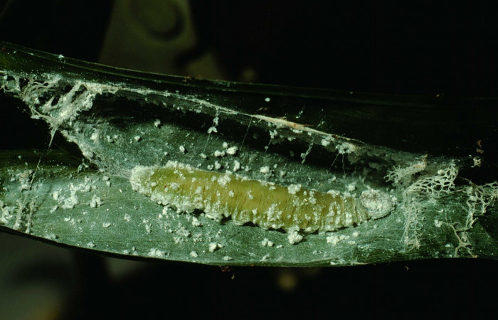 Fig.12. Prepupa de <i>Carystoides escalantei</i>. Voucher : 94-SRNP-7959-DHJ26220.jpg.