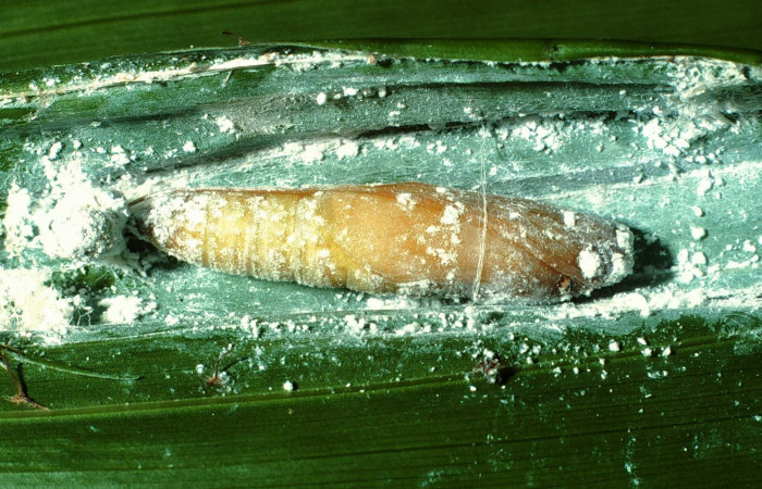 Fig.14.Pupa de <i>Carystoides escalantei</i>. 34mm de longitud. Voucher : 01-SRNP-2442-DHJ60342.jpg.