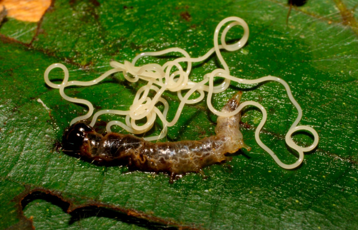 Fig.16. Ejemplo de nematodo que parasita a <i>Carystoides escalantei</i>. La imagen muestra parásito nematoda salido en <i>Patania Solis</i>
 Voucher : 09-SRNP-65222-DHJ452249.jpg.