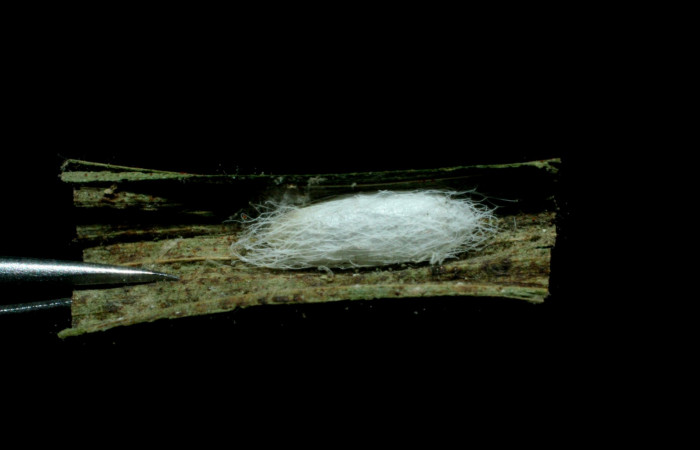 Fig.17. Capullo Braconidae de <i>Carystoides escalantei</i>. Voucher : 06-SRNP-47488-DHJ461766.jpg.