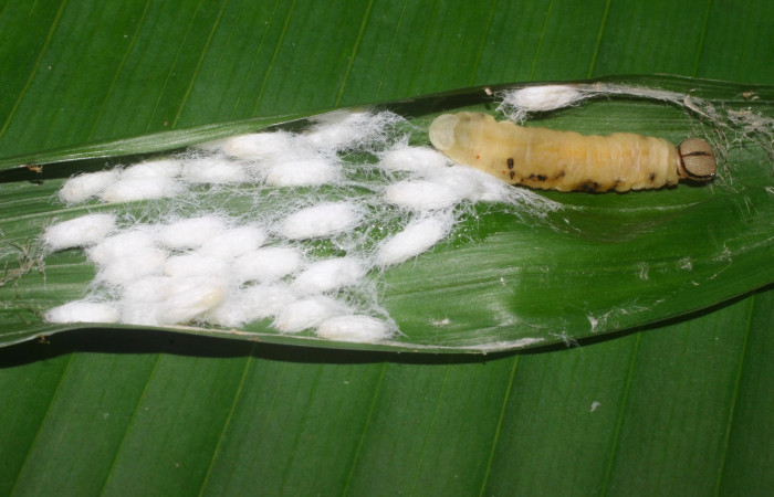 Fig.18. Capullos Braconidae de <i>Carystoides escalantei</i>. Voucher : 15-SRNP-55966-DHJ492441.jpg.