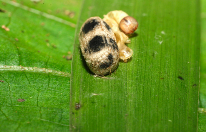 Fig.19. Capullo Ichneumonidae, parásito de <i>Carystoides escalantei</i>. Voucher : 15-SRNP-35445-DHJ709352.jpg.