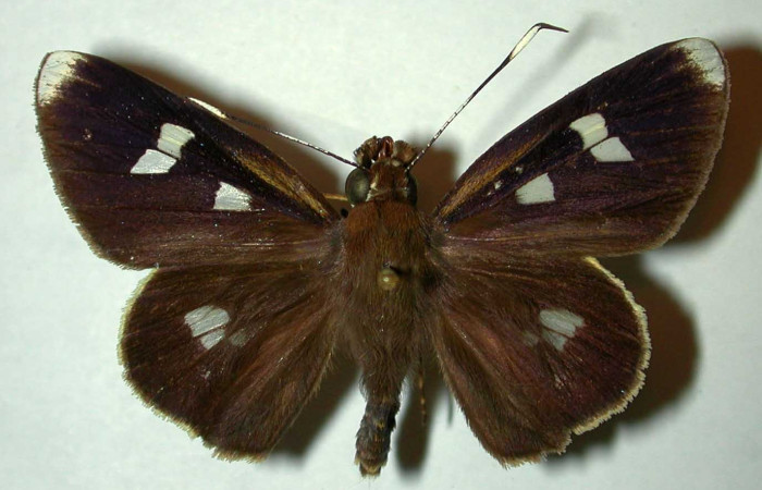 Fig.2. Adulto de <i>Carystoides escalantei</i>. Macho vista ventral. Voucher : 98-SRNP-6693-DHJ31527.jpg.