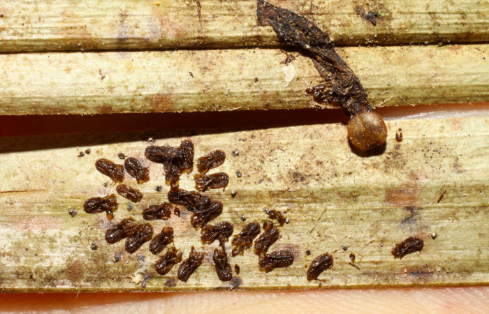 Fig.20. Capullos Eulophidae, parásito de <i>Carystoides escalantei</i>. Voucher : 09-SRNP-30091-DHJ473999.jpg.