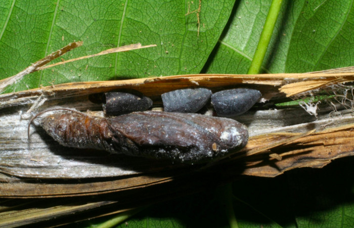 Fig.21.Puparios Tachinidae, parásito de <i>Carystoides escalantei</i>. Voucher : 04-SRNP-763-DHJ401393.jpg.