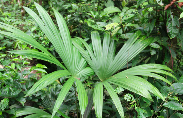 Fig.22. Mostrando hojas de <i>Cryosophila warscewiczii</i> (Arecaceae), planta hospedera de larva <i>Carystoides escalantei</i>.

