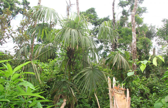 Fig.23. Planta hospedera de larva <i>Carystoides escalantei</i>, <i>Cryosophila warscewiczii</i> (Arecaceae).