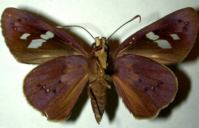 Fig.3. Adulto de <i>Carystoides escalantei</i>. Hembra vista ventral. Voucher : 96-SRNP-10086-DHJ31526.jpg.