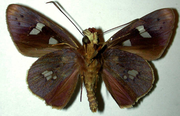 Fig.4. Adulto de <i>Carystoides escalantei</i>. Macho vista ventral. Voucher : 98-SRNP-6693-DHJ31528.jpg.