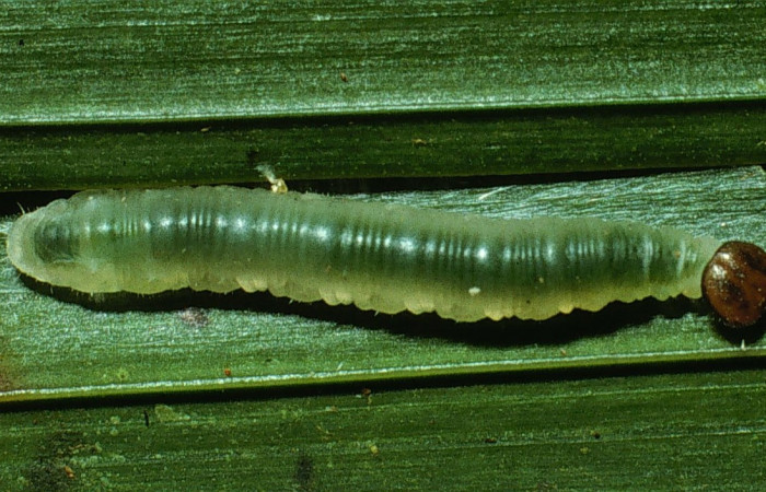 Fig.5. Larva de <i>Carystoides escalantei</i>. 12mm de  longitud vista dorsal. Voucher : 03-SRNP-3121-DHJ72092.jpg.
