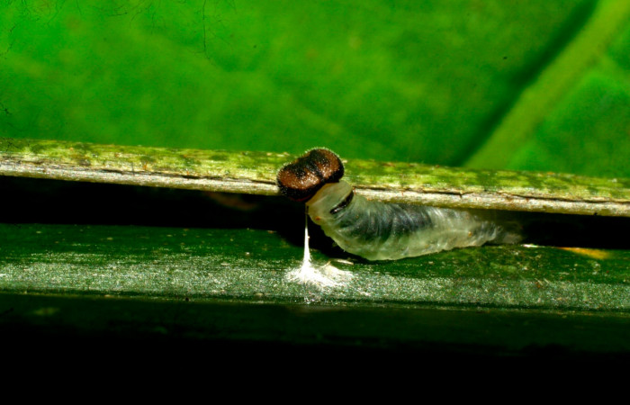 Fig.6. Larva de <i>Carystoides escalantei</i>. 19mm de longitud. Voucher : 08-SRNP-30230-DHJ435794.jpg.
