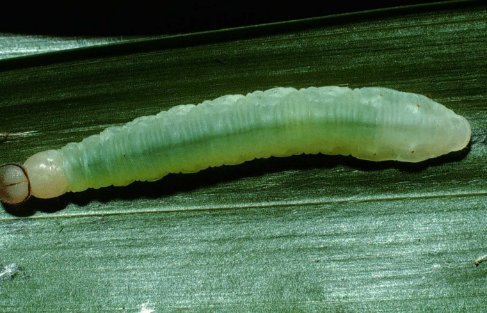Fig.7. Larva de <i>Carystoides escalantei</i>. 30mm de longitud vista lateral. Voucher : 02-SRNP-24350-DHJ70766.jpg.
