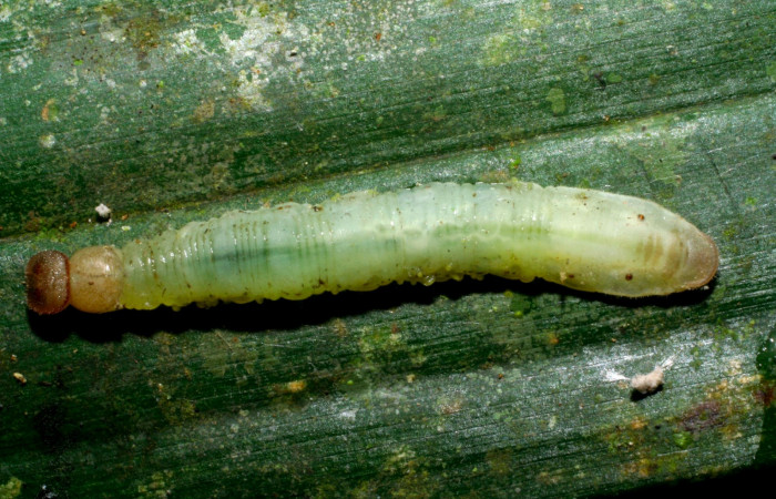 Fig.8. Larva de <i>Carystoides escalantei</i>. 29mm de longitud vista lateral. Voucher : 09-SRNP-30091-DHJ450877.jpg.