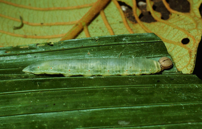 Fig.9. Larva de <i>Carystoides escalantei</i>. 46mm  de longitud. Voucher : 02-SRNP-3153-DHJ67270.jpg.