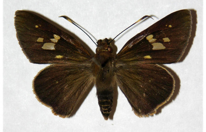 Fig.1. Adulto de <i>Carystoides orbius</i>. Hembra de 38mm de longitud vista dorsal. Voucher : Fig.1. 05-SRNP-3876-DHJ318272.jpg.