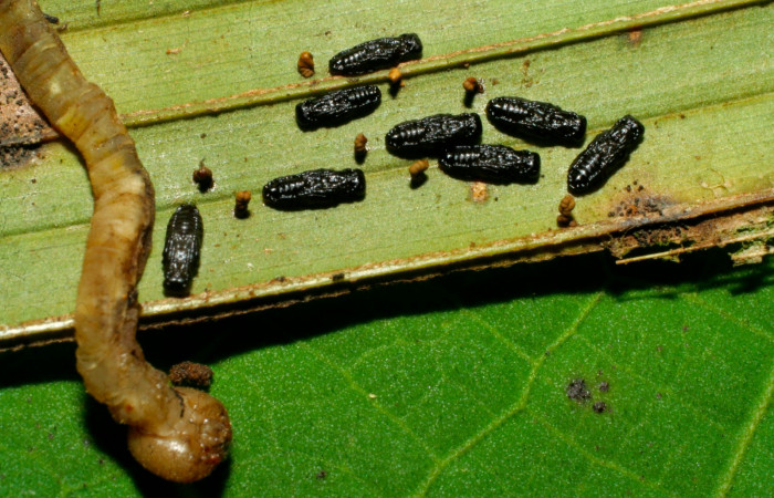 Fig.14. Capullos de Parásito de <i>Carystoides orbius</i>. Voucher : 08-SRNP-30506-DHJ438537.jpg.