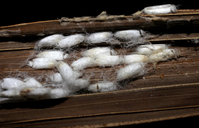 Fig.16. Capullos de Parásito de <i>Carystoides orbius</i>. Voucher: 09-SRNP-65408-DHJ498002.jpg.