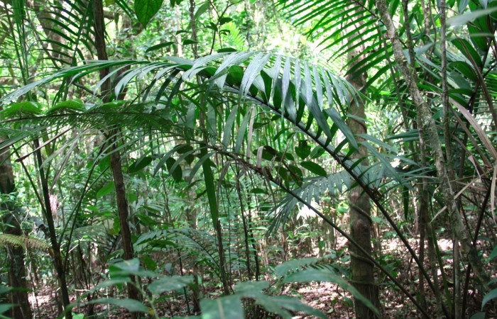 Fig.21. Mostrando hoja de <i>Prestoea decurrens</i>, planta hospedera de <i>Carystoides orbius</i>.