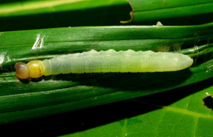 Fig.5. Larva de <i>Carystoides orbius</i>. 30mm de  longitud vista dorsal. Voucher : 07-SRNP-31028-DHJ419784.jpg.