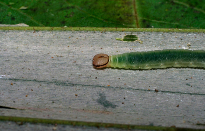 Fig.6. Larva de <i>Carystoides orbius</i>. 20mm de longitud. Voucher : 06-SRNP-34102-DHJ425291.jpg.
