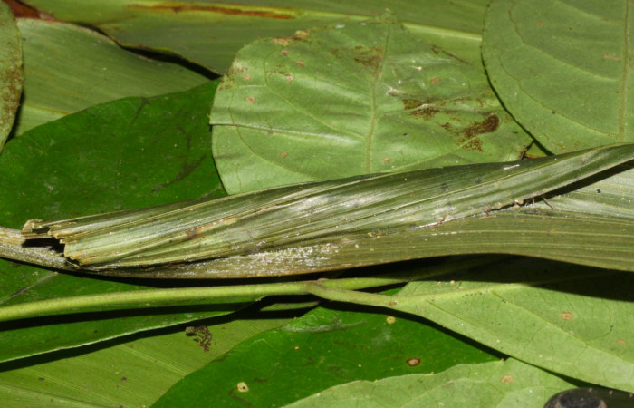 Fig.8. Capullo de <i>Carystoides orbius</i>. 72mm de longitud. Voucher : 15-SRNP-32374-DHJ729200.jpg.