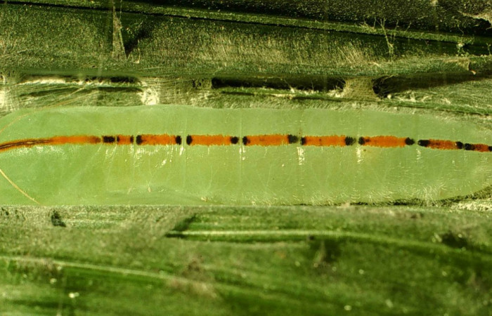 Fig.13. Pupa de <i>Damas immacula</i>. 30mm de longitud. Voucher : 00-SRNP-11636-DHJ54529.jpg.