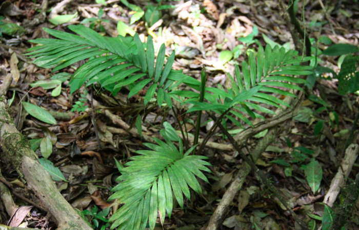 Fig.17. Planta hospedera de <i>Damas immacula</i>, <i>Prestoea decurrens</i> planta juvenil (Arecaceae).