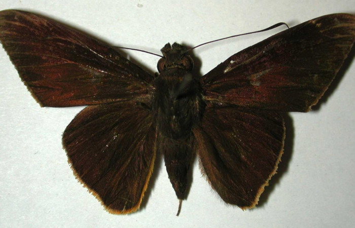 Fig.3. Adulto de <i>Damas immacula</i>. Macho 46mm  de longitud vista dorsal. Voucher: 00-SRNP-11636-DHJ32980.jpg.
