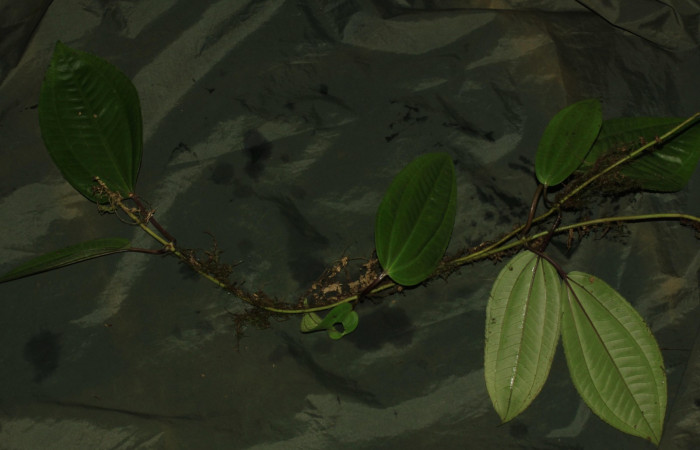 Fig.3 Hábito de  <i>Adelovotrys adscendens</i> planta hospedera de </i>Antiblemma</i>  lolaDHJ03.Foto: Calixto Moraga.  Estación Pitilla, Area de Conservación Guanacaste. Setiembre 2015.