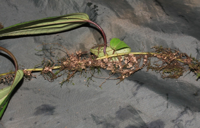 Fig.4 Forma de raíz de  <i>Adelovotrys adscendens</i> planta hospedera de </i>Antiblemma</i>  lolaDHJ03 .Foto: Calixto Moraga, Estación Pitilla, Area de Conservación Guanacaste. Setiembre 2015.