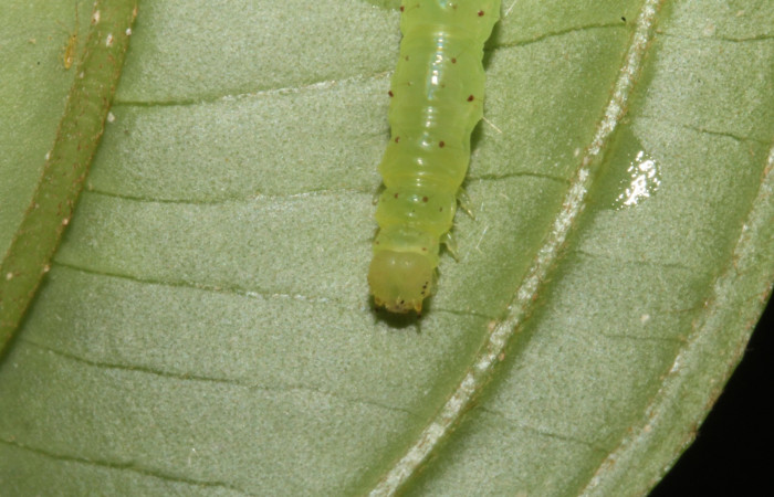Fig .8  Larva <i>Antiblemma</i>  lolaDHJ03 en último estadio mostrando patrón en la parte frontal. Voucher: 13-SRNP-42893-DHJ708113.jpg
