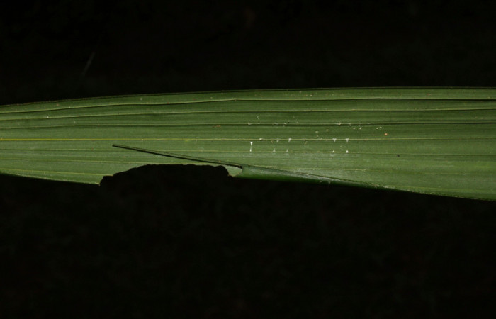Fig.10. Mostrando casa de <i>Damas immacula</i>. Larva mide 28mm de longitud. Voucher : 16-SRNP-30397-DHJ729431.jpg.