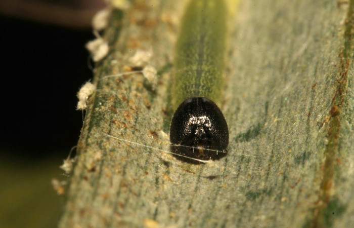 Fig.6. Larva de <i>Damas clavus</i>. 12mm de longitud en segundo estadio. Voucher : 16-SRNP-31306-DHJ735233.jpg.