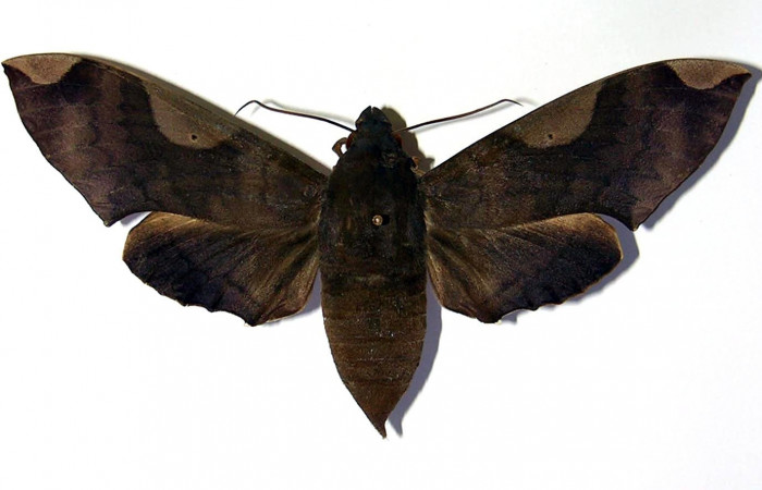 Fig. 2. Hembra <i>Pachylia syces</i>, (vista dorsal), (Sphingidae). Area de Conservación Guanacaste, Sector Santa Rosa, Casona Santa Rosa. (01-SRNP-14689-DHJ96200).