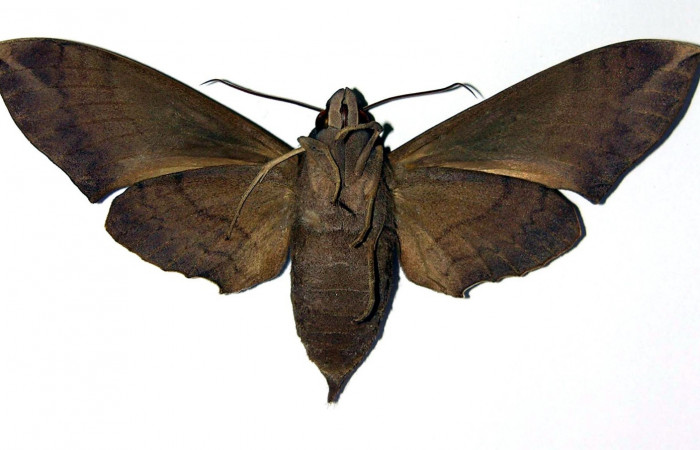 Fig. 3. Hembra <i>Pachylia syces</i>, (vista ventral), (Sphingidae). Area de Conservación Guanacaste, Sector Santa Rosa, Casona Santa Rosa. (01-SRNP-14689-DHJ96201).