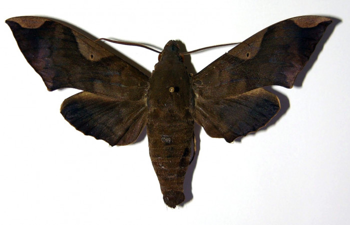 Fig. 4. Macho <i>Pachylia syces</i>, (vista dorsal), (Sphingidae). Area de Conservación Guanacaste, Sector Santa Rosa, Casona Santa Rosa. (01-SRNP-14694-DHJ96208).