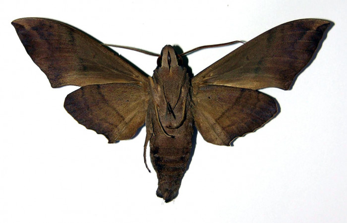Fig. 5. Macho <i>Pachylia syces</i>, (vista ventral), (Sphingidae). Area de Conservación Guanacaste, Sector Santa Rosa, Casona Santa Rosa. (01-SRNP-14694-DHJ96209).