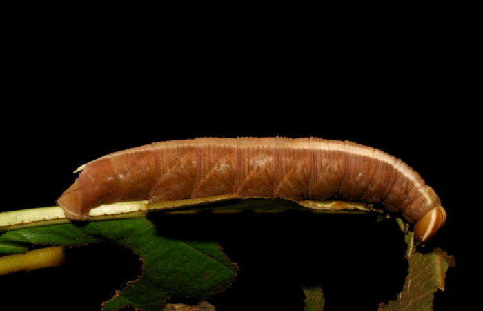 Fig. 7. <i>Pachylia syces</i>, (Sphingidae), larva último estadio. Area de Conservación Guanacaste, Sector Santa Rosa, Casona Santa Rosa. (05-SRNP-7455-DHJ405467.jpg).