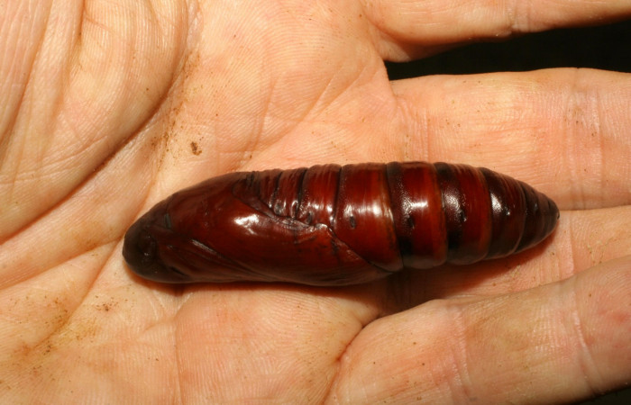 Fig. 13. Pupa <i>Pachylia syces</i>, (Sphingidae). Area de Conservación Guanacaste, Sector Rincón Rain Forest, Sendero Venado. (07-SRNP-42186-DHJ427913.jpg).