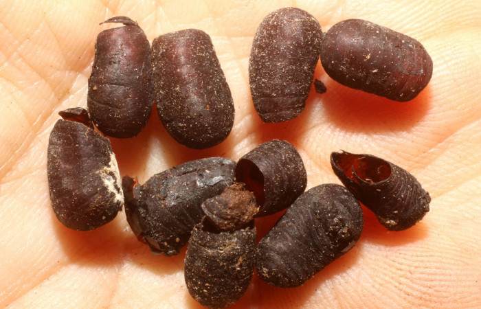 Fig. 14. Puparias ya eclosionadas de <i>Belvosia</i> Woodley07C (Tachinidae), (moscas), parásitos de <i>Pachylia syces</i>. Area de Conservación Guanacaste, Sector San Cristóbal, Tajo Angeles. (11-SRNP-1840-DHJ800439.jpg).