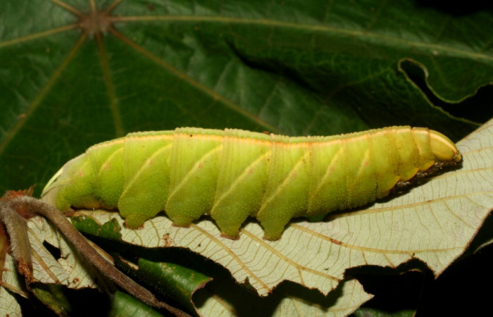 Fig. 8. <i>Pachylia syces</i>, (Sphingidae), larva último estadio. Area de Conservación Guanacaste, Sector Pailas, PL12. En planta hospedera <i>Cecropia peltata</i>, (Urticaceae). (13-SRNP-56719-DHJ492137.jpg).