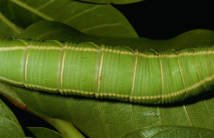 Fig. 6. <i>Pachylia syces</i>, (Sphingidae), larva último estadio. Area de Conservación Guanacaste, Sector San Cristóbal, Río Blanco Abajo. (95-SRNP-4573-DHJ23095.jpg).