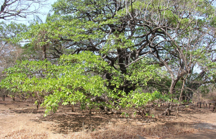 Fig. 15. Hábitat, <i>Ficus croata</i> (introduced), familia (Moraceae), planta hospedera de <i>Pachylia syces</i> (Sphingidae). Area de Conservación Guanacaste, Parque Nacional Santa Rosa, Casona Santa Rosa. Foto: Parataxónomo Manuel Pereira 04/21/2020.